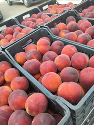 ipofrutta (1).jpeg