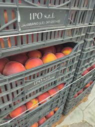 ipofrutta (2).jpeg
