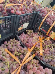 ipofrutta (3).jpeg