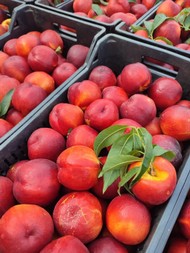 ipofrutta (3).jpeg