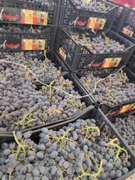 ipofrutta (4).jpeg