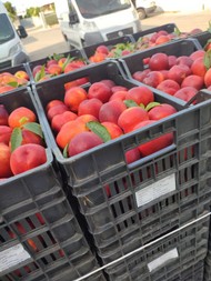 ipofrutta (4).jpeg