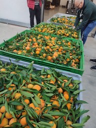 ipofrutta (6).jpeg