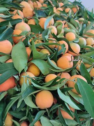 ipofrutta (7).jpeg