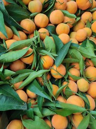 ipofrutta (9).jpeg